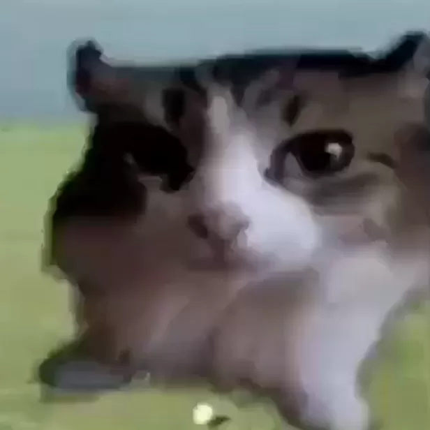 lbbhcarpet12